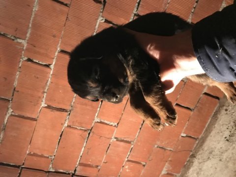 Rottweiler yavruları secereli