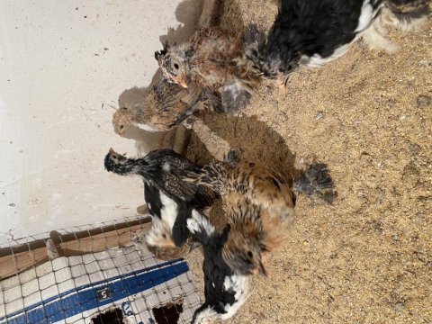 45 günlük yavru ispençler