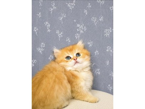 Full şecereli british longhair bebeğimiz