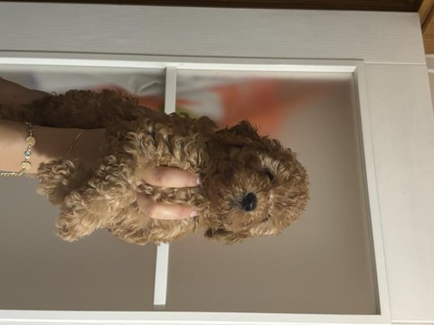 Evde büyüyen tuvalet eğitimli 2.5 kg olacak köpekler