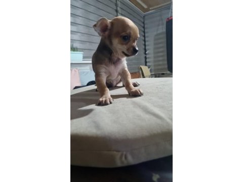 Yavru chihuahua köpeklerinin sahiplendirmek
