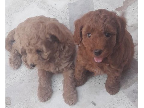 Muhteşem toy poodle yavrularımız istanbul