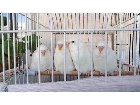 Albino ve lacewing özel mutasyon yerli muhabbet kuşlar