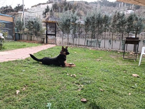 Sevimli, oyuncu ve akıllı 8 aylık dişi alman kurdu