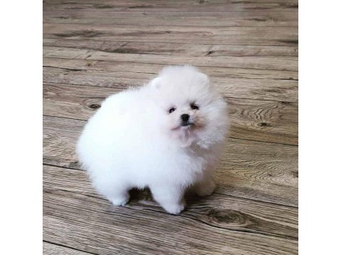 Pomeranian boo yavruları