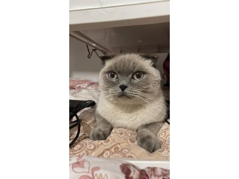 Blue point scottish fold