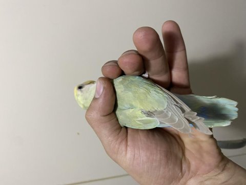 Çok güzel ve sağlıklı ele alıştırmalık kuşlar