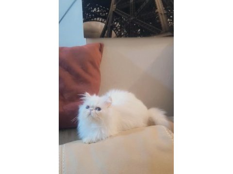 Kedimiz prenses hanim