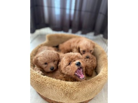 Show kalite maltipoo bebeklerimiz