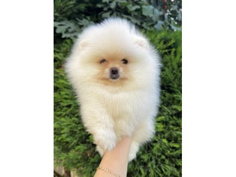 Ayı surat garantili teacup pomeranian boo bebeklerimiz