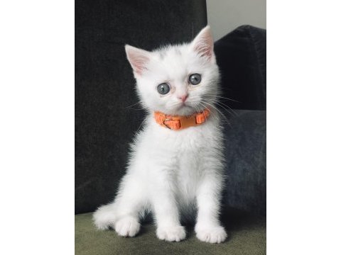 Yavru british shorthair