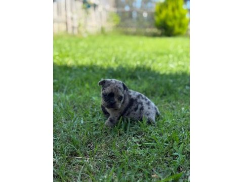Son iki adet french bulldog kalmıştır