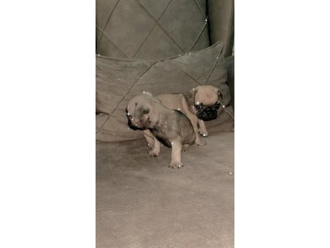 Pug köpeği