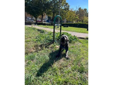 Safkan muhteşem cane corso