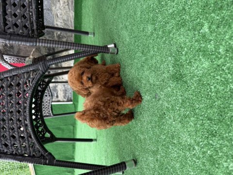 Bebek toy poodle