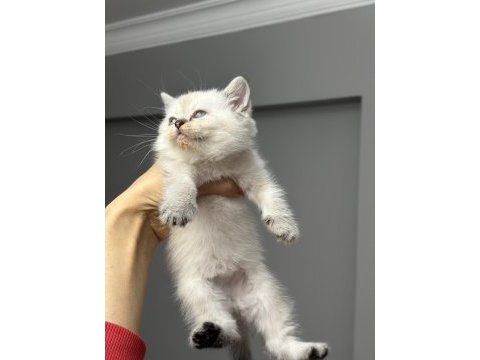 British shorthair silver point yavrum