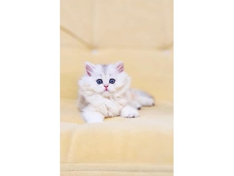 A kalite orjinal british longhair dişi yavrum