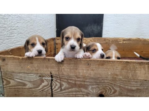 Beagle yavrular ırk garantilidir