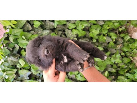 Full black & black tan showline alman kurdu puppy