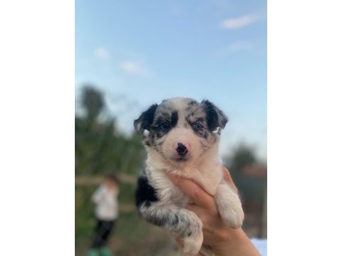Border collie yavrularımız soy kütük belgeli