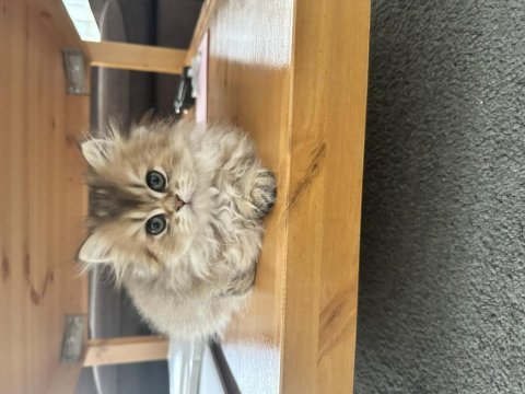 British longhair golden (anne baba secereli)