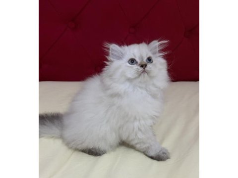 Aşılı ve karneli safkan british longhair erkek yavru