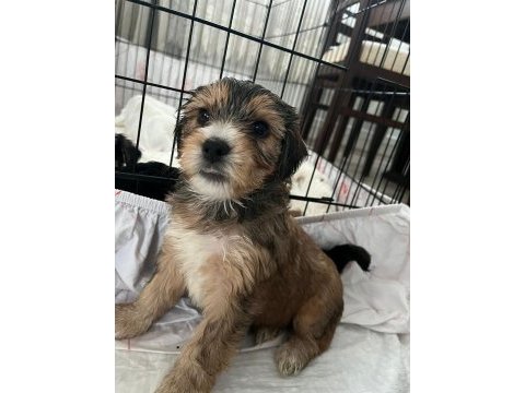 En güzel morkie bebekleri