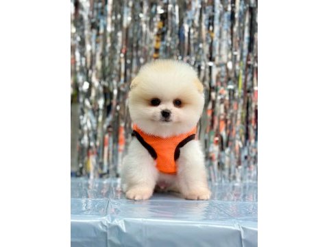 Safkan pomeranian boo bebekler