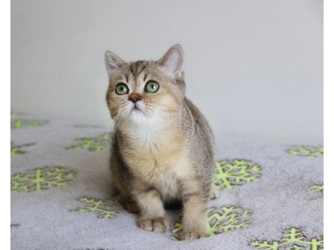 Tüm türkiyeye 1 günde teslim! yemyeşil gözlü