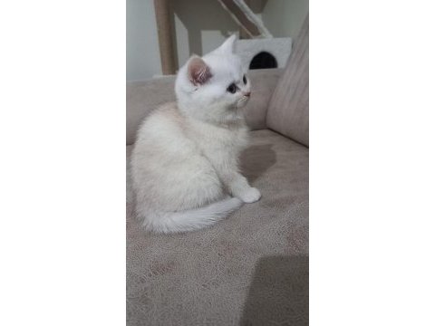 British shorthair 60 günlük yavrular sahiplendirilecektir