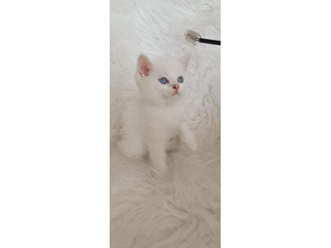 Acil bursa british shorthair ns 12 33 erkek yavru