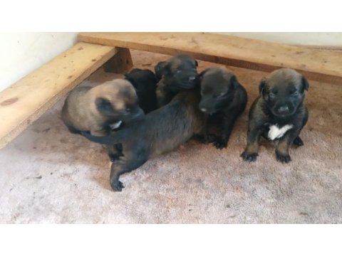 Belçika malinois yavrularımız sahiplendirilecek