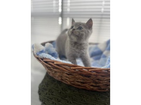 Acil sahiplendirme british shorthair