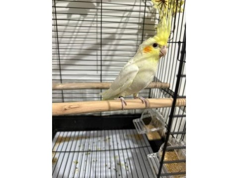 3 aylık sultan papağanı bebek