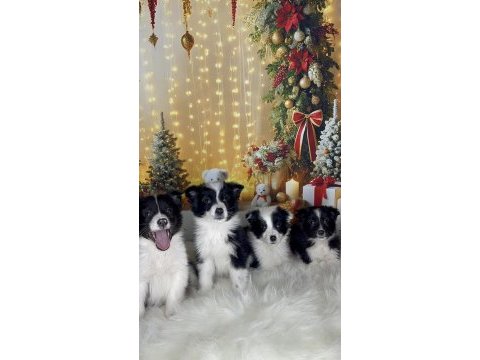 Muhteşem border collie bebekler