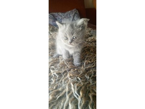 Safkan ırk garantili british shorthair yavrular