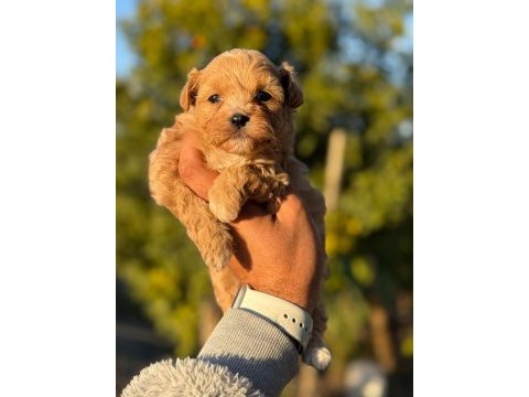 Korea teacup micro maltıpoo bebeklerimiz
