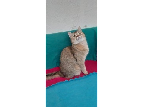 Golden british shorthair