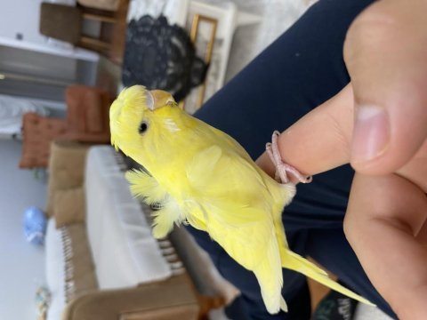 Sahiplendirme özel cins muhabbet kuşu