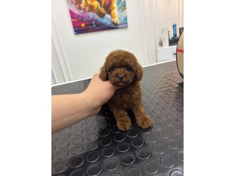 Özel kore kan toy poodle mini boy bebek surat