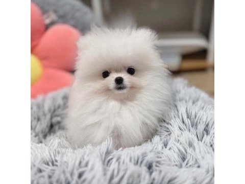 2 aylık moskova kökenli pomeranian boo yavruları