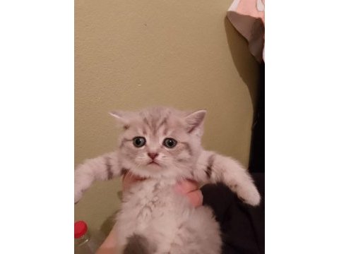Sevimli british shorthair yavrumuz teslime hazır