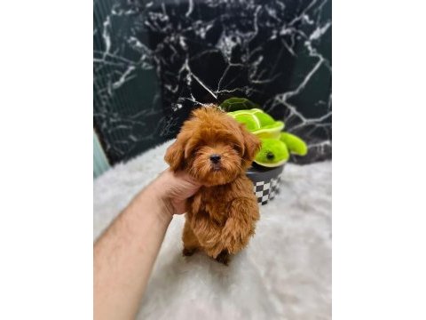 Maltipoo yavrular sizi bekliyor