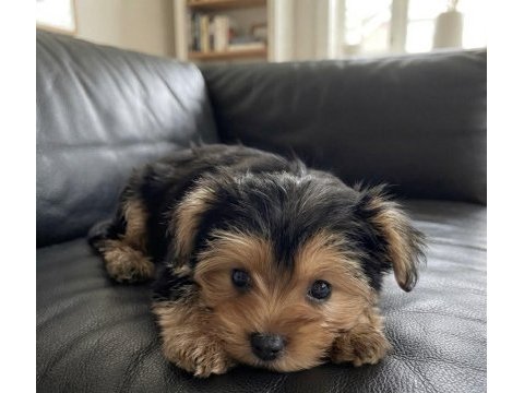 Dişi erkek yorkshire terrier