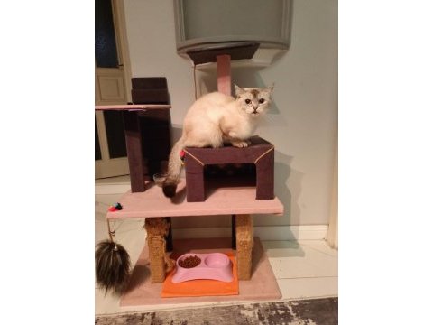 Kedimiz prenses mila
