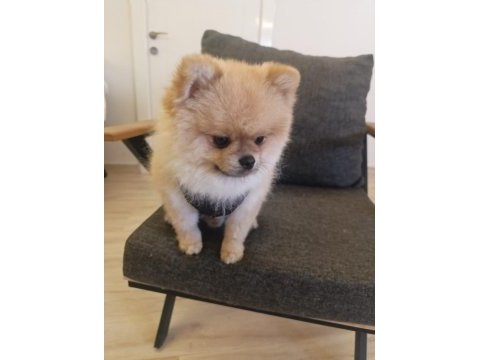 2 yaşındaki pomeranian boo oğlumuzu veriyoruz