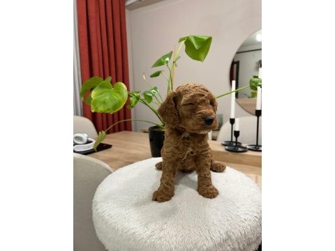 Red brown toy poodle yavru bebekler (2 mayıs doğumlu)