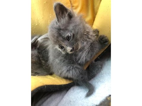 1 russian blue kedim kaldı onuda sahiplendirmek istiyorum