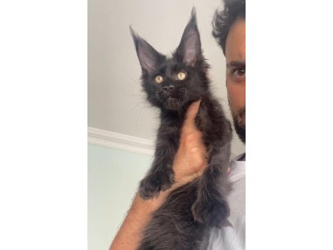 Polydactly 6666 xxxl jaguar erkek maine coon