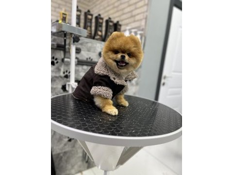 1 yaş üst kalite teddy bear erkek pomeranian boo